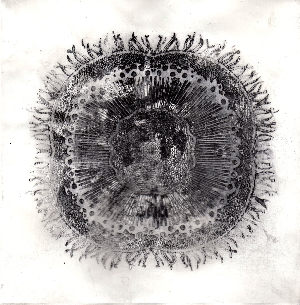 Plantecellen, 2019 door Charlotte Orr