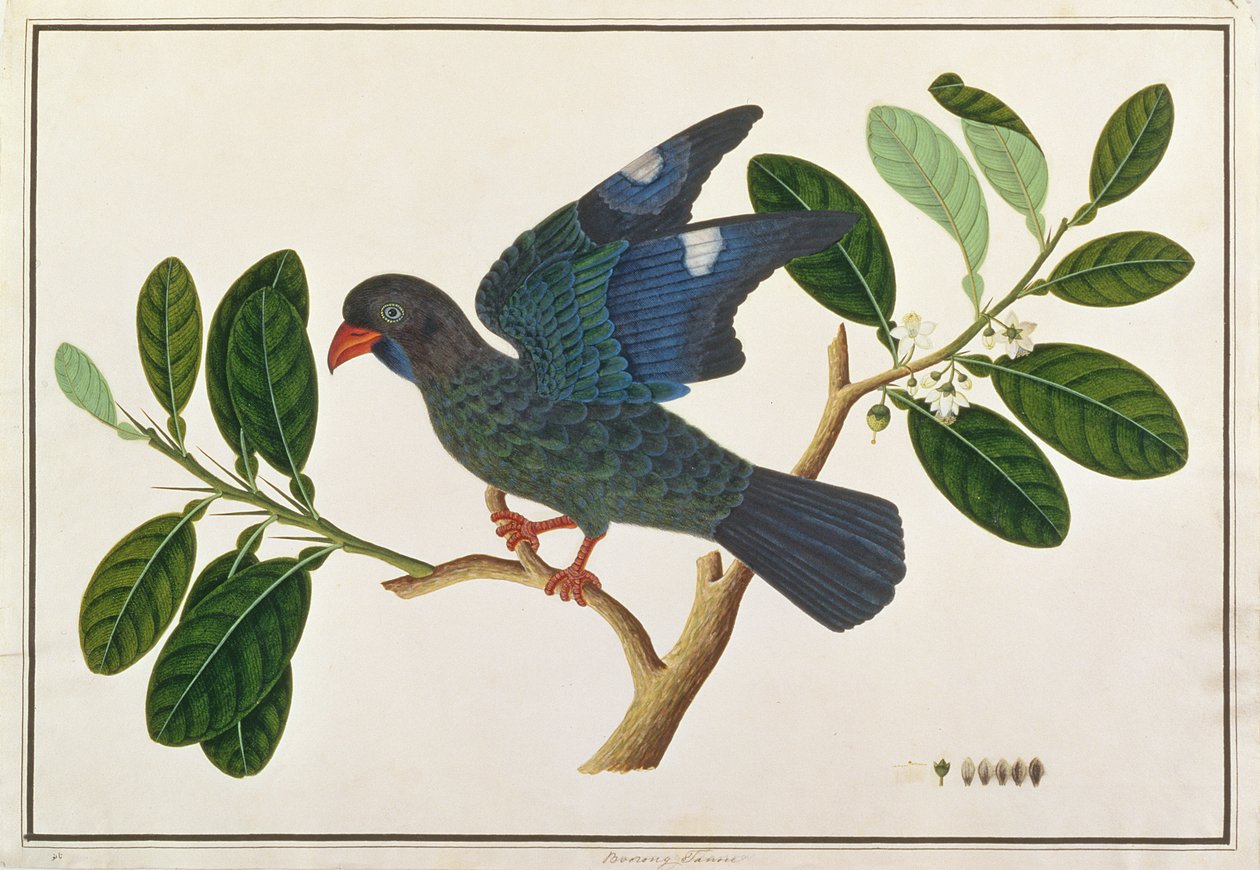 Dollarvogel, uit Tekeningen van Vogels uit Malakka, c.1805-18 door Chinese School