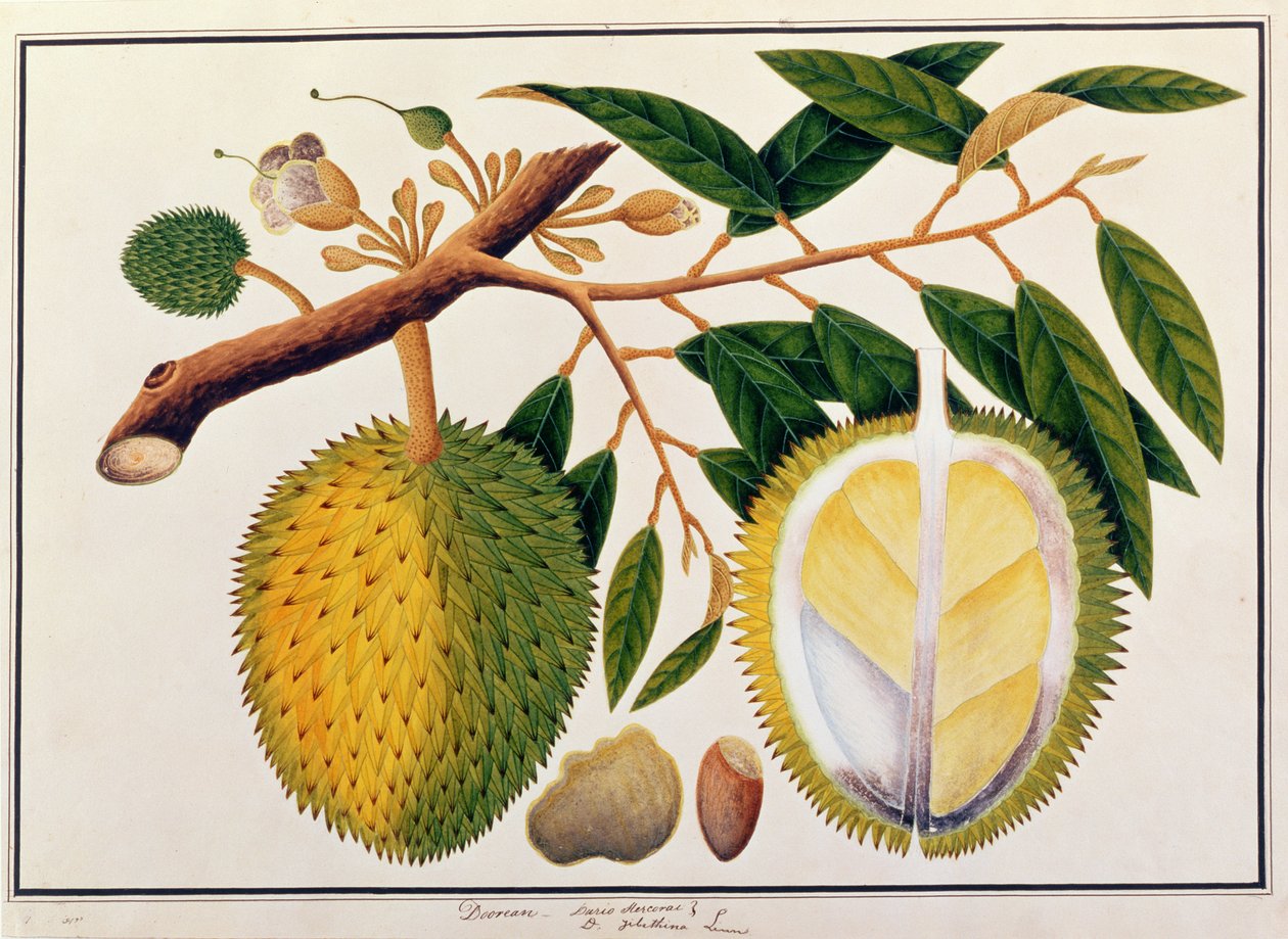 Doorean of Durio Hercorae, uit Tekeningen van Planten uit Malakka, c.1805-18 door Chinese School