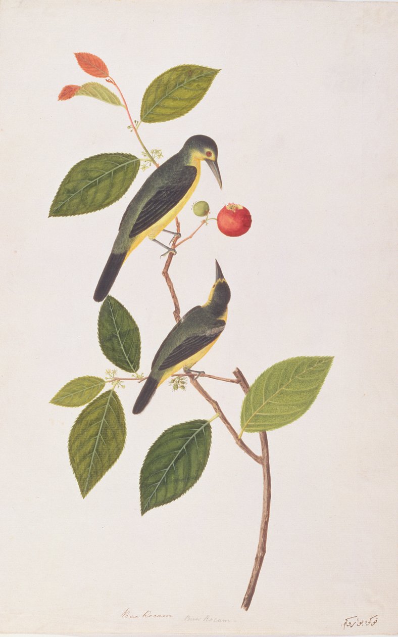 Grote Iora, uit Tekeningen van Vogels uit Malakka, ca. 1805-18 door Chinese School