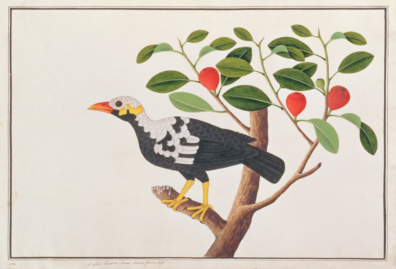 Heuvelmynah, uit Tekeningen van Vogels uit Malakka, c.1805-18 door Chinese School