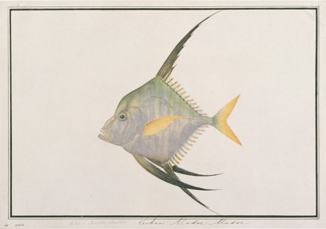 Indische Draadvis, uit Tekeningen van Vissen van Malakka, c.1805-18 door Chinese School