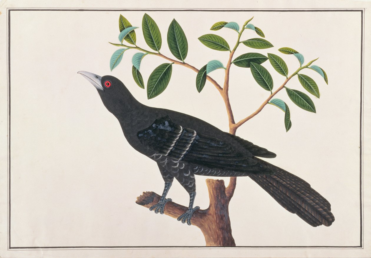 Koel, uit Tekeningen van Vogels uit Malakka, ca. 1805-18 door Chinese School