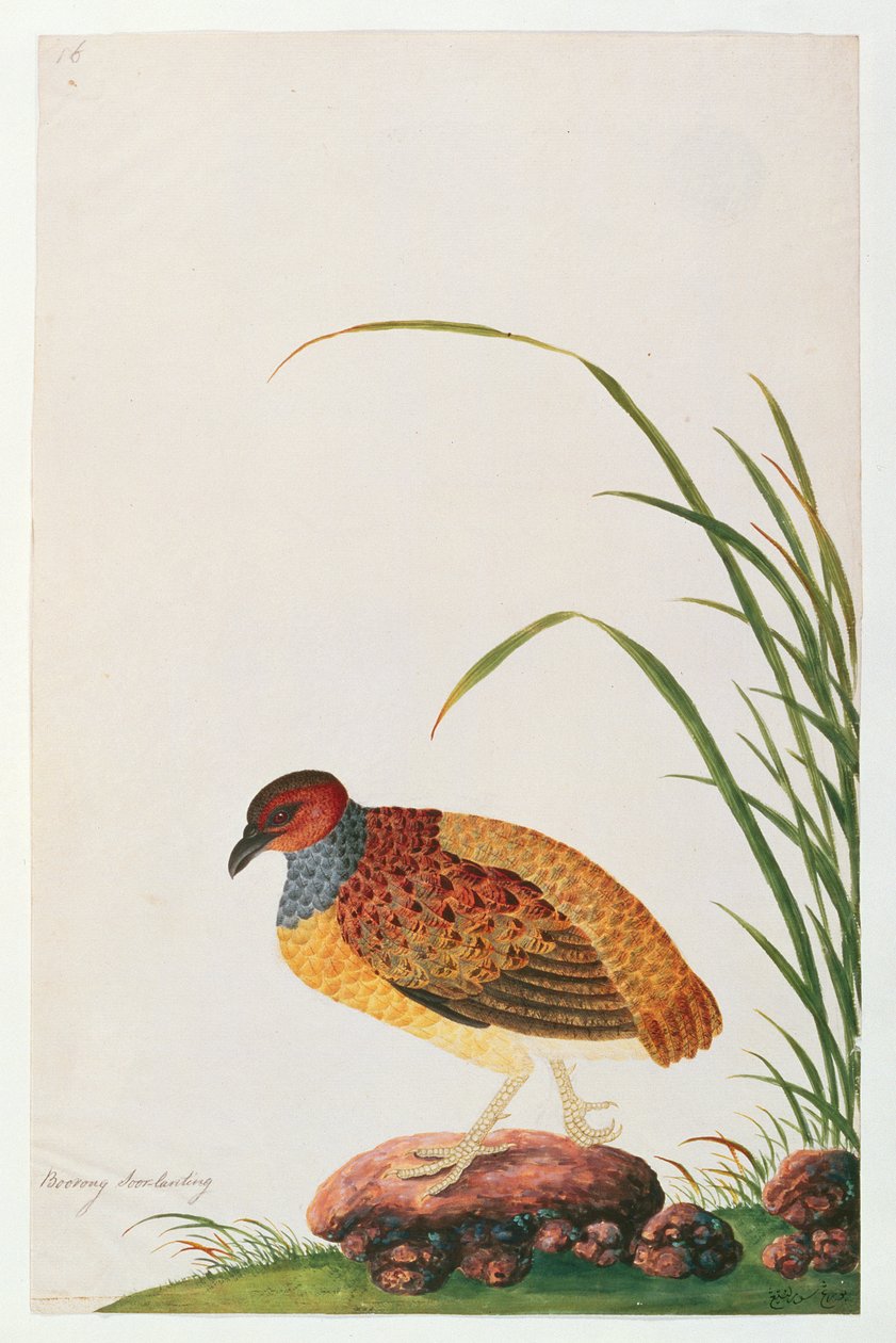 Langsnavelige Patrijs, uit Tekeningen van Vogels uit Malakka, ca. 1805-18 door Chinese School