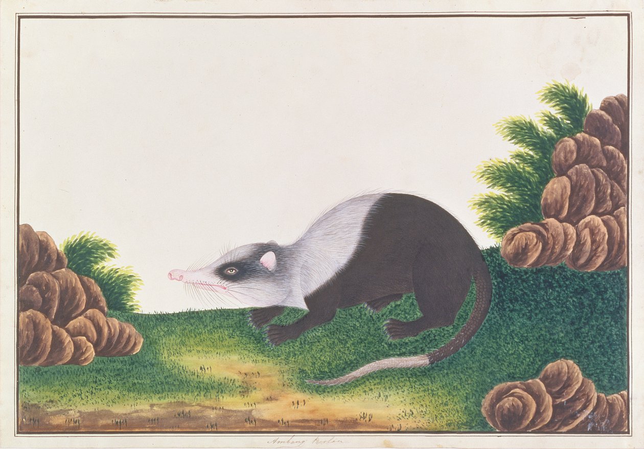 Maanrat, uit Tekeningen van Dieren, Insecten en Reptielen uit Malakka, ca. 1805-18 door Chinese School