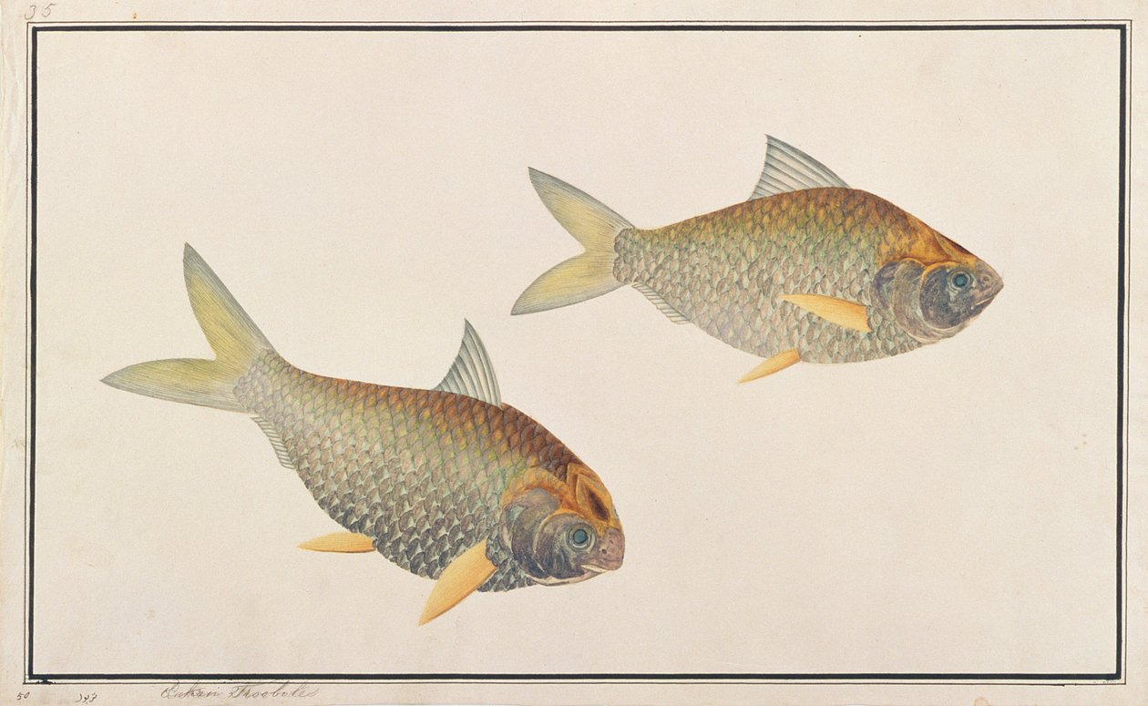 Shad, uit Tekeningen van Vissen uit Malakka, c.1805-18 door Chinese School