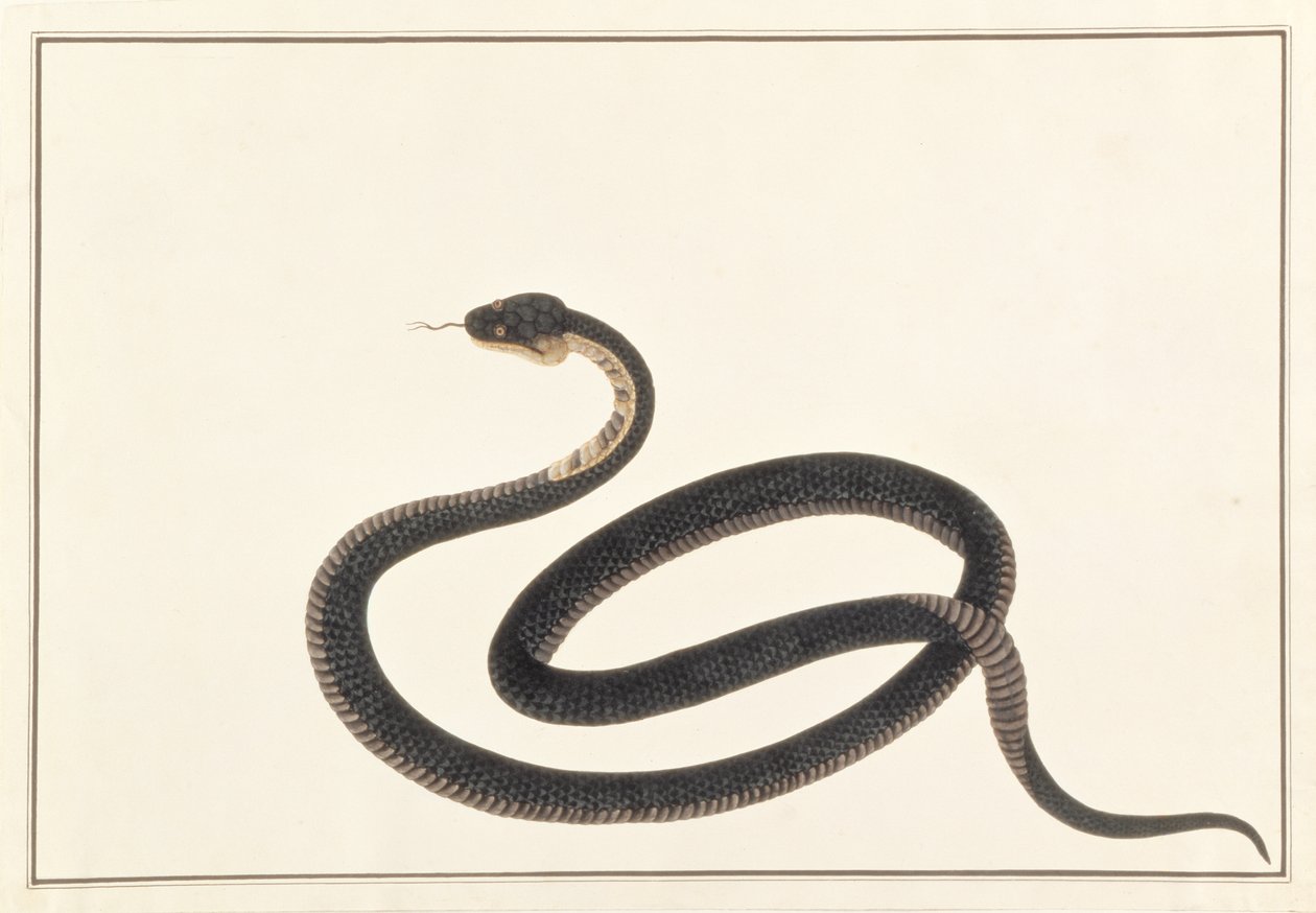 Slang, uit Tekeningen van Dieren, Insecten en Reptielen uit Malakka, ca. 1805-18 door Chinese School