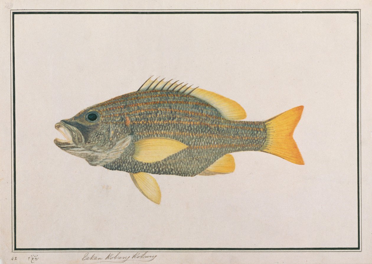 Spaanse Vlag Snapper, uit Tekeningen van Vissen van Malakka, c.1805-18 door Chinese School