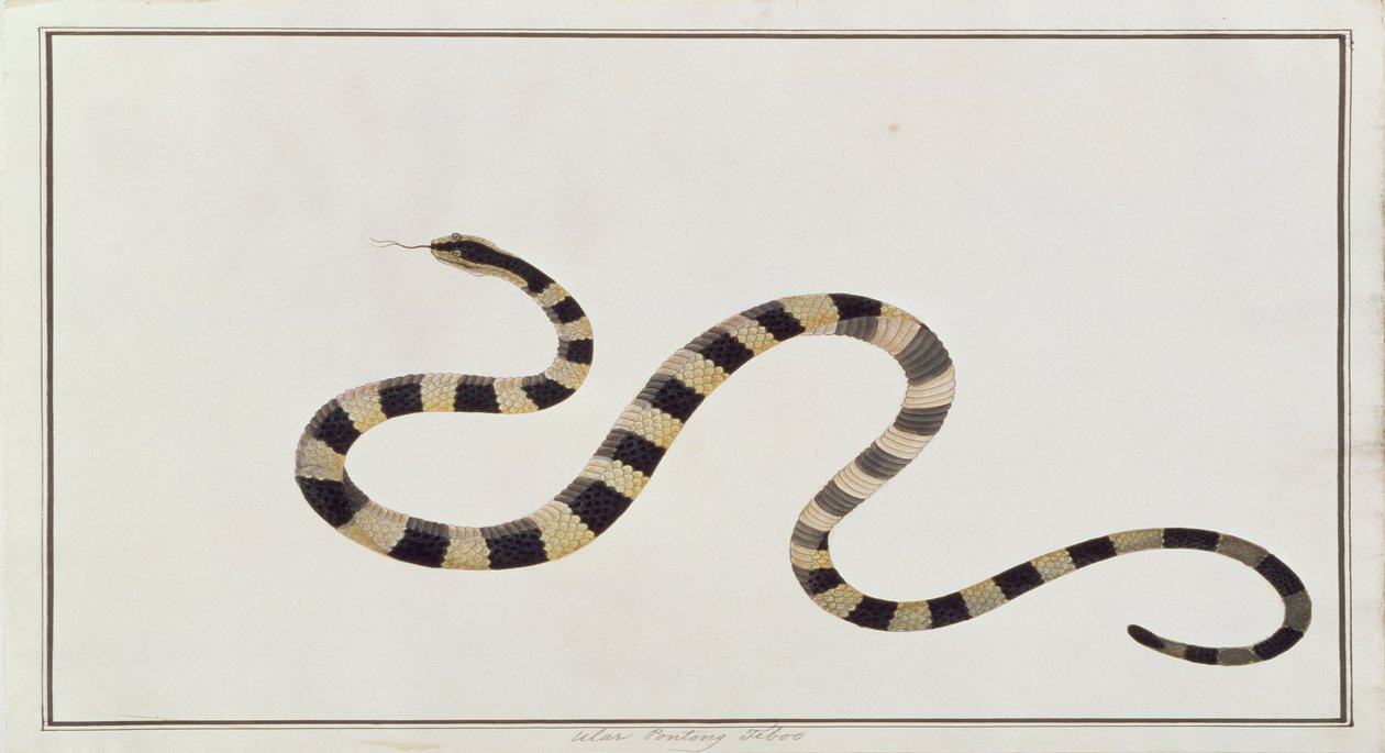 Ular Pontong Teboo, uit Tekeningen van Dieren, Insecten en Reptielen uit Malakka, ca. 1805-18 door Chinese School