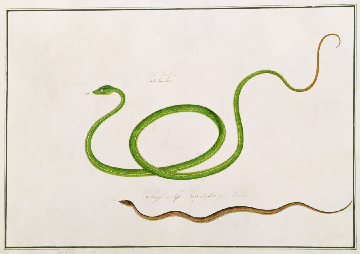 Volun Daw-on, uit Tekeningen van Dieren, Insecten en Reptielen uit Malakka, ca. 1805-18 door Chinese School