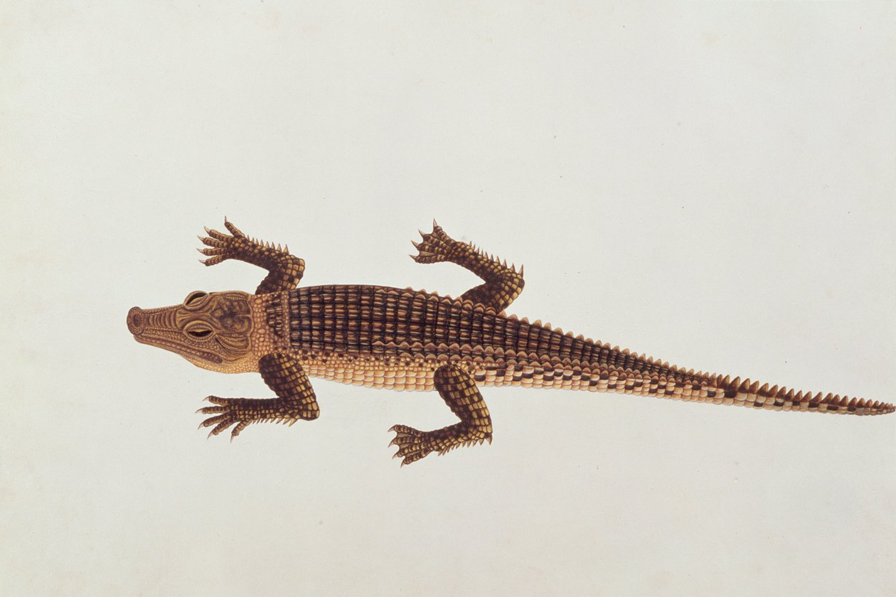 Boo-ay-ah Alligator, uit Tekeningen van Dieren, Insecten en Reptielen uit Malakka, ca. 1805-18 door Chinese School