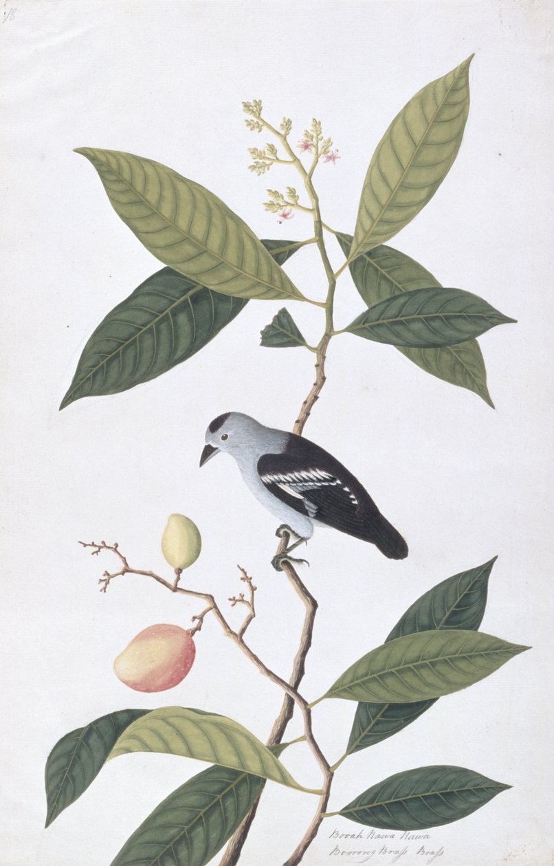 Booah Nawa Hawa, uit Tekeningen van Vogels uit Malakka, ca. 1805-18 door Chinese School