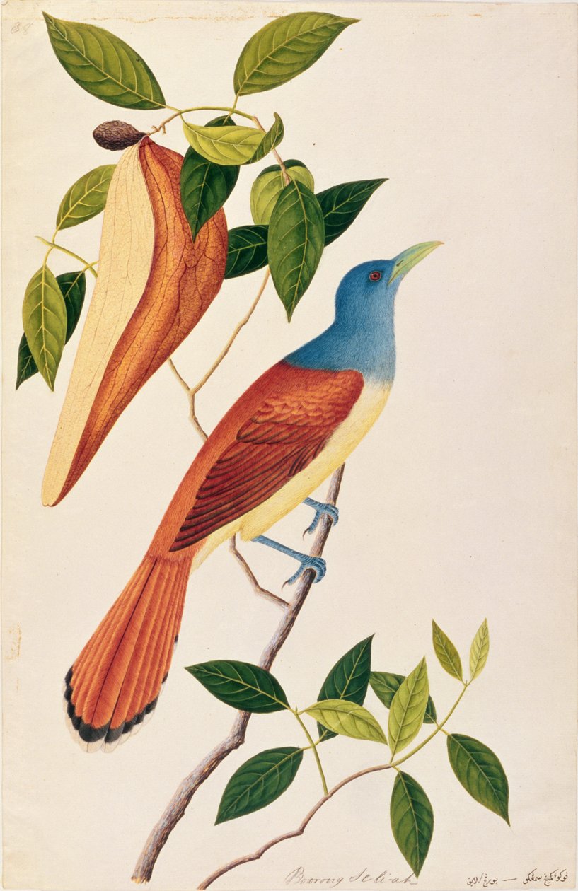 Boorong Seli-ah, uit Tekeningen van Vogels uit Malakka, ca. 1805-18 door Chinese School