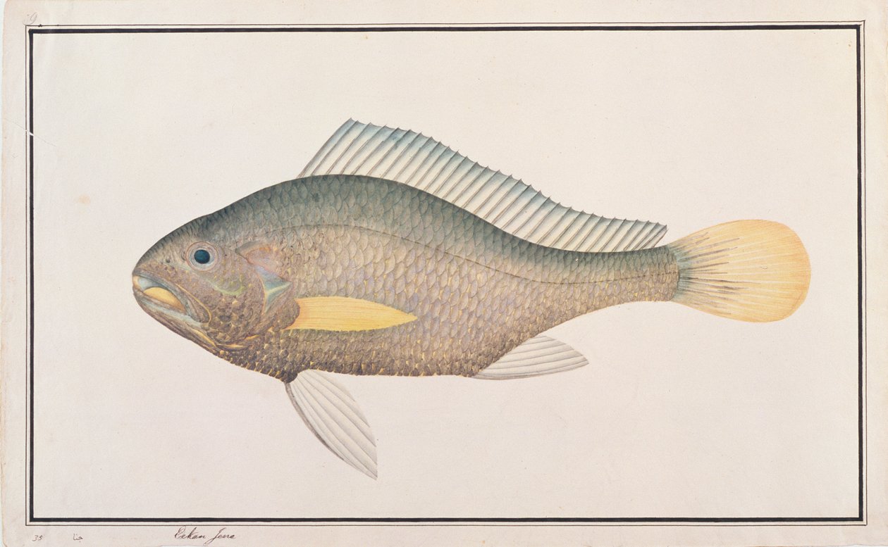 Knorvis, uit Tekeningen van Vissen uit Malakka, c.1805-18 door Chinese School