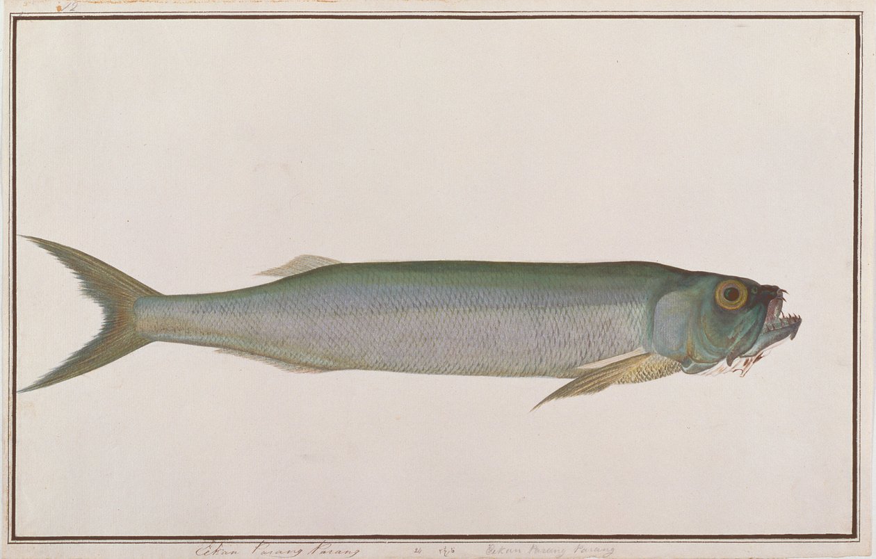 Dorab Wolf-haring, uit Tekeningen van Vissen van Malakka, c.1805-18 door Chinese School