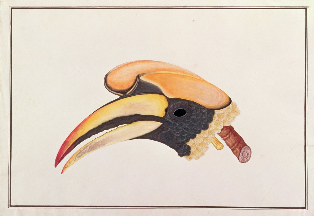 Grote Neushoornvogel, uit Tekeningen van Vogels uit Malakka, c.1805-18 door Chinese School