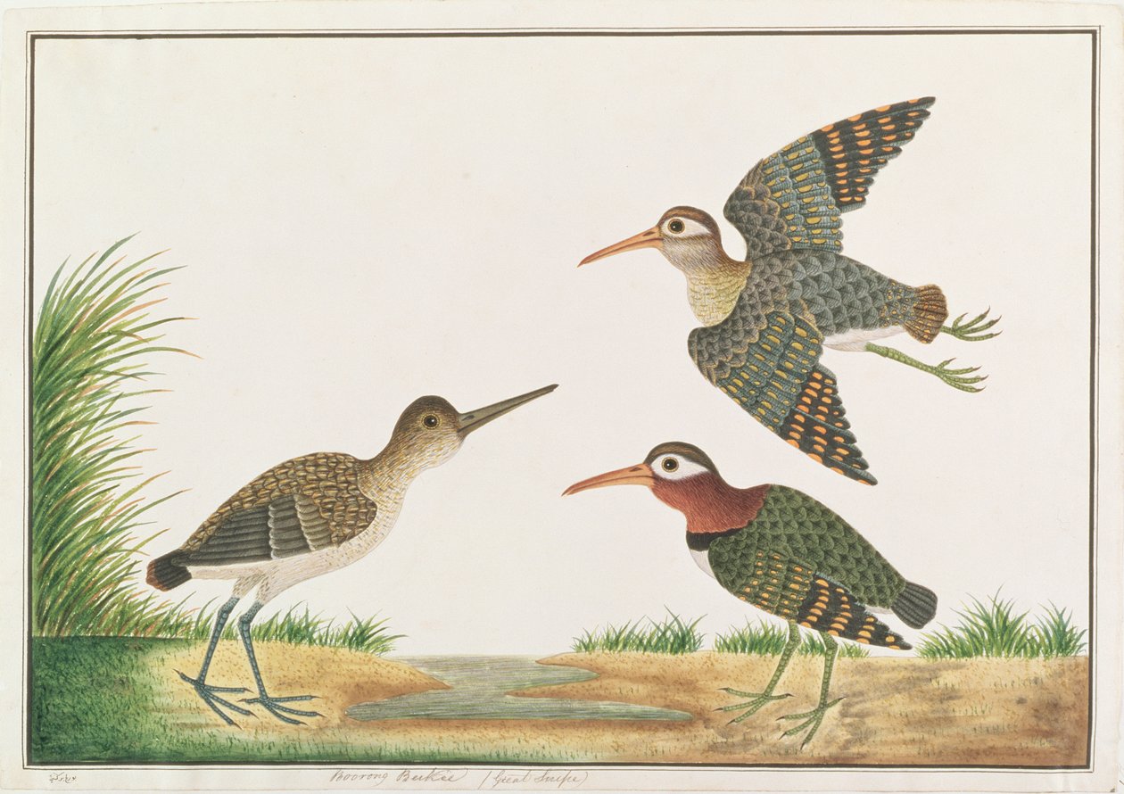 Grote Geverfde Snip, uit Tekeningen van Vogels uit Malakka, c.1805-18 door Chinese School