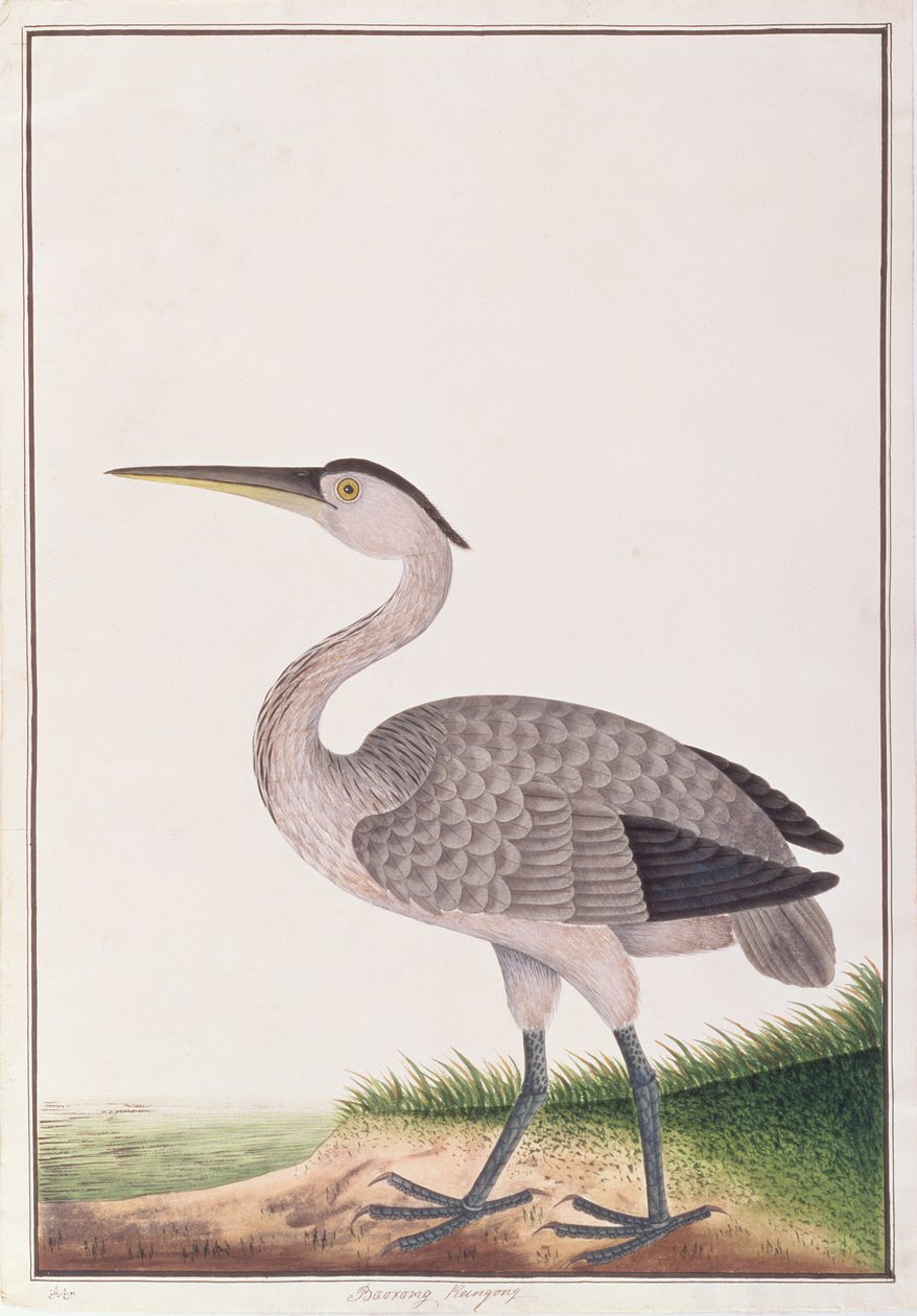 Grijze Reiger, uit Tekeningen van Vogels uit Malakka, ca. 1805-18 door Chinese School