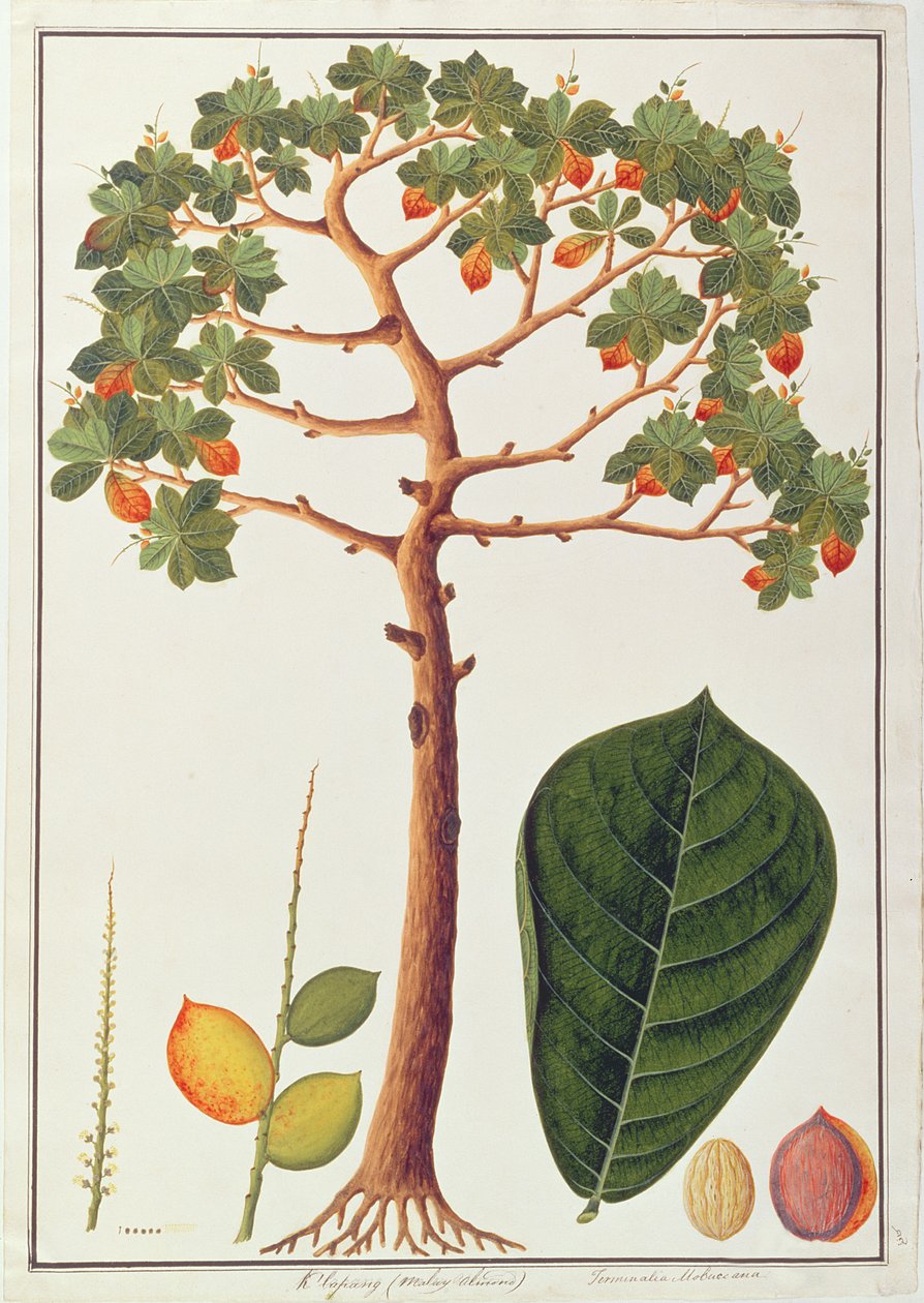 Klapang Terminalia Molucana of Maleise Amandel, uit Tekeningen van Planten uit Malakka, c.1805-18 door Chinese School