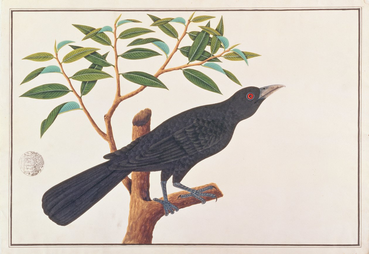 Koel, uit Tekeningen van Vogels uit Malakka, ca. 1805-18 door Chinese School