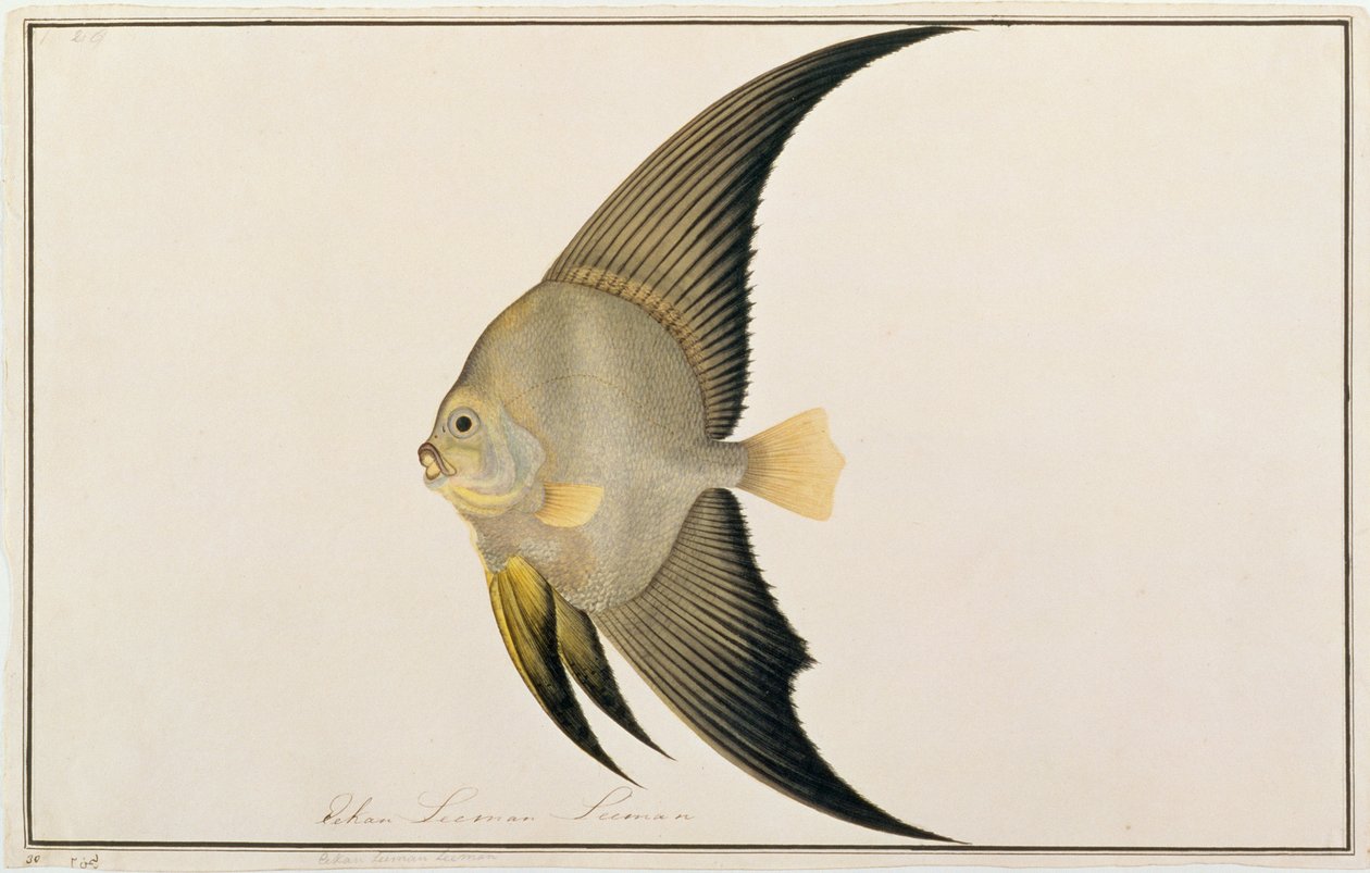 Langvinnige Vleermuisvis, uit Tekeningen van Vissen van Malakka, c.1805-18 door Chinese School