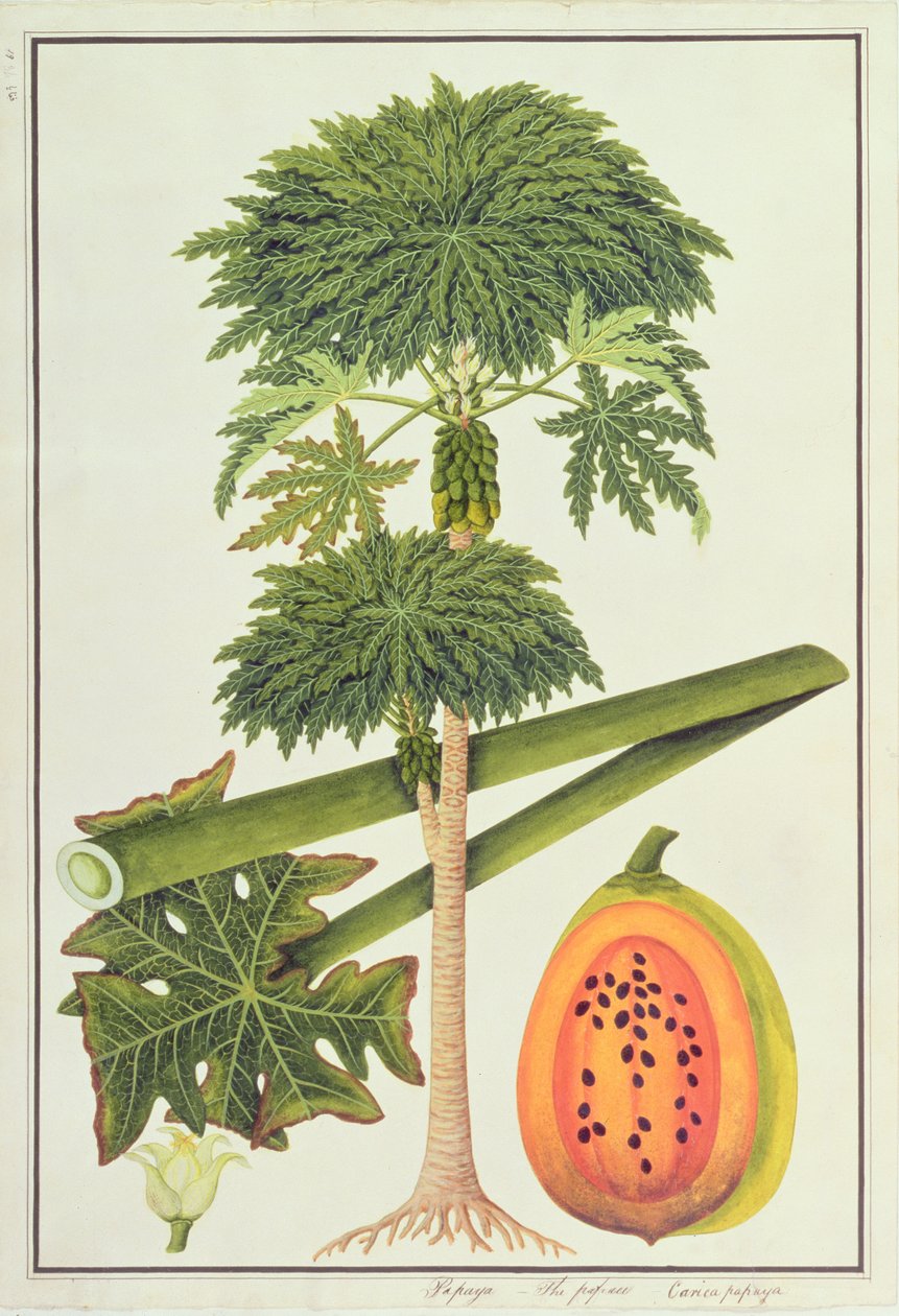 Papaja, De Papau of Caica Papaja, uit Tekeningen van Planten uit Malakka, c.1805-18 door Chinese School