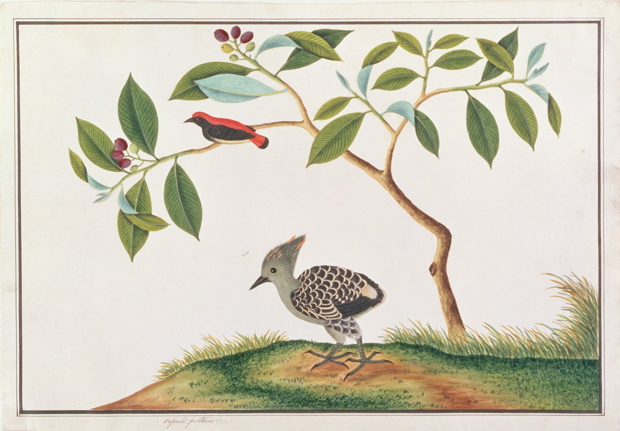 Scharlakenrugbloempecker met Grijs-en-Buff Specht, uit Tekeningen van Vogels uit Malakka, c.1805-18 door Chinese School