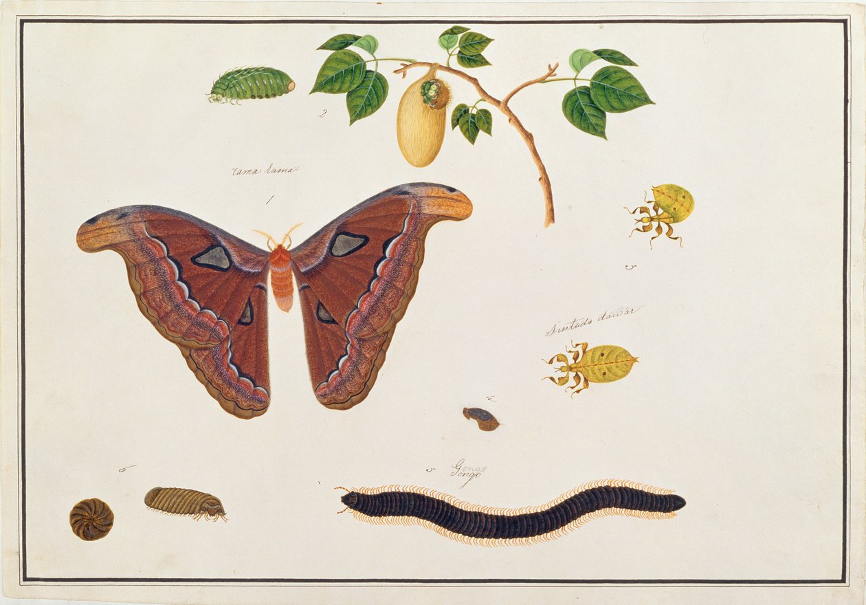 Zes geleedpotigen, uit Tekeningen van Dieren, Insecten en Reptielen uit Malakka, ca. 1805-18 door Chinese School
