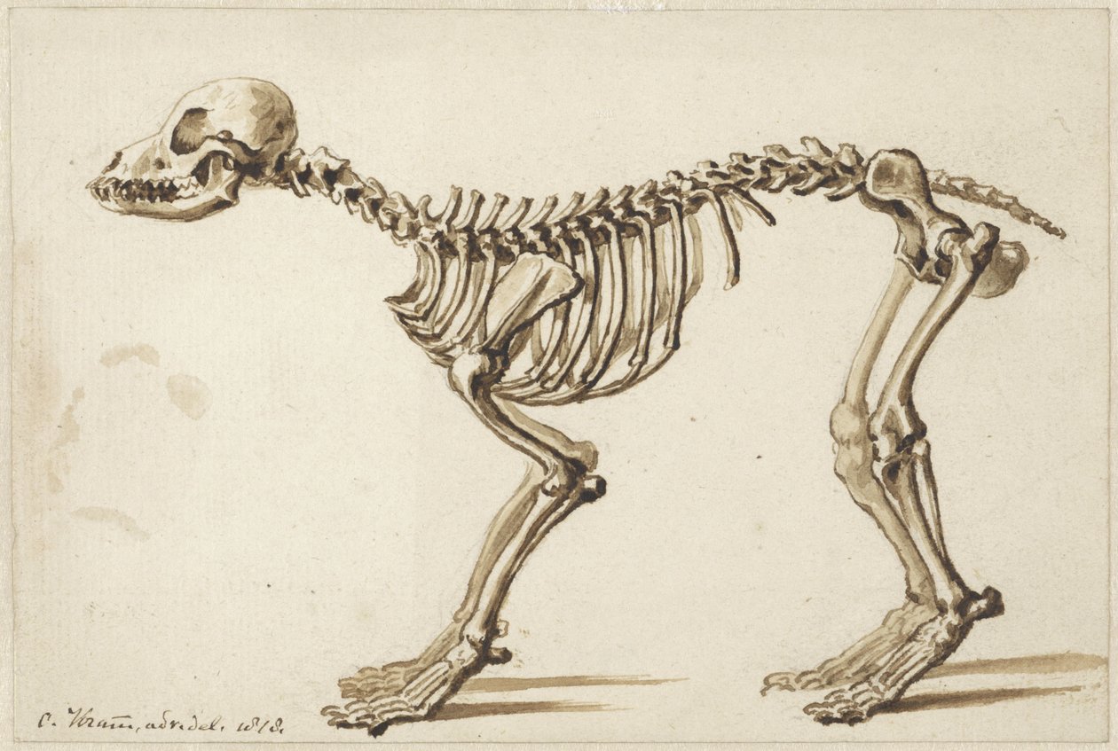 Skelet van een hond van opzij door Christiaan Kramm