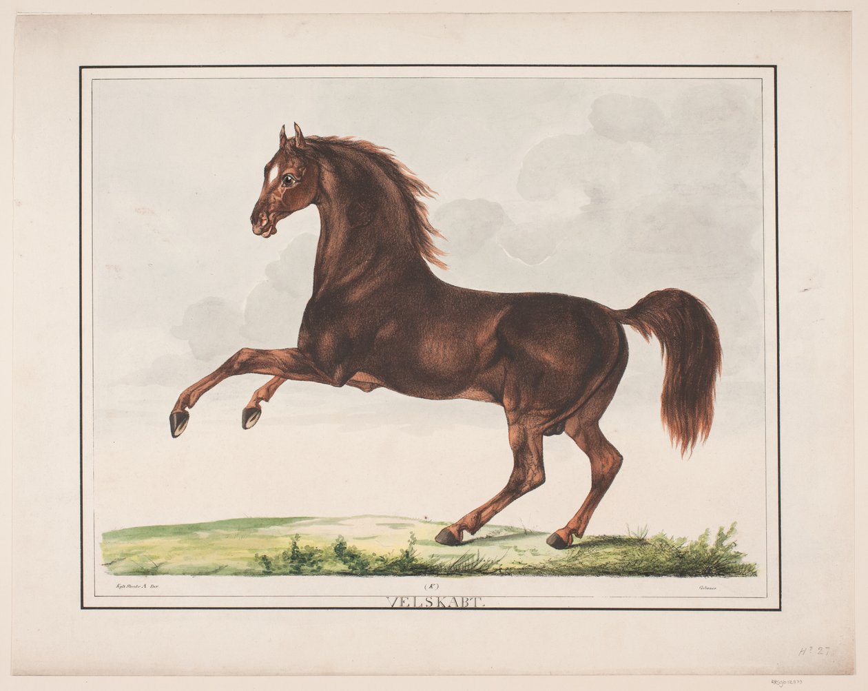 Het Goedgevormde Paard door Christian David Gebauer