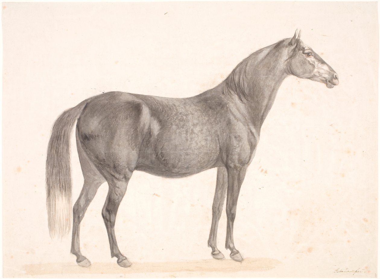 Zwart Paard door Christian David Gebauer