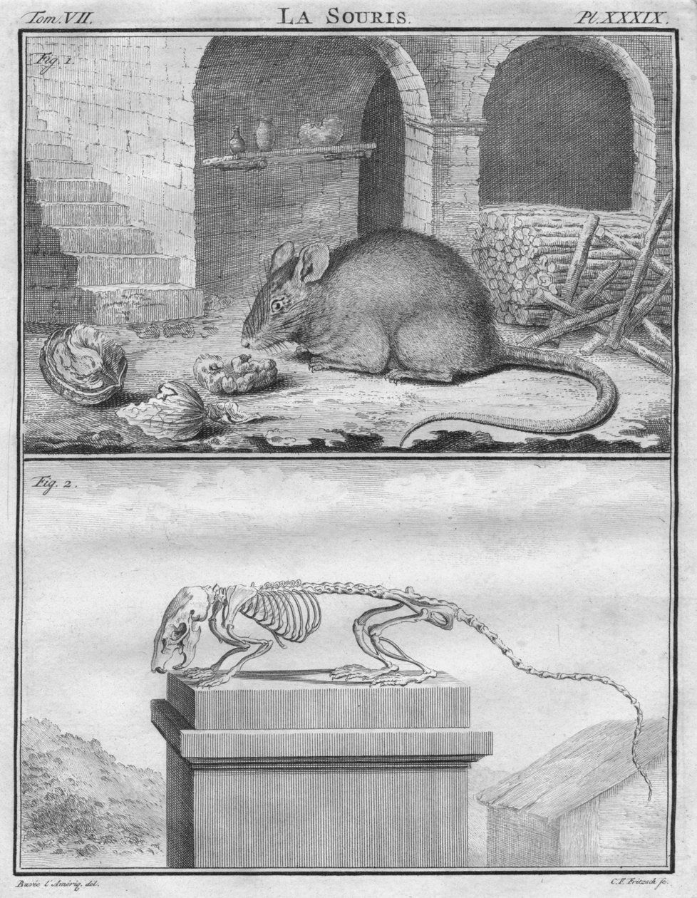 La Souris, c1763 door Christian Friedrich Fritzsch