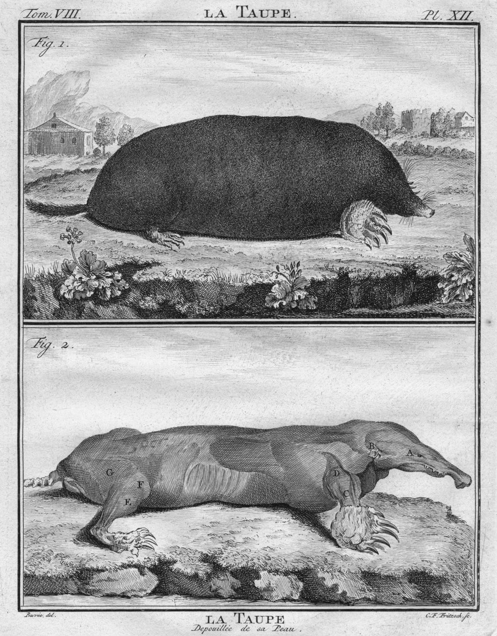 La Taupe & La Taupe Depouillée de sa Peau, ca. 1763 door Christian Friedrich Fritzsch