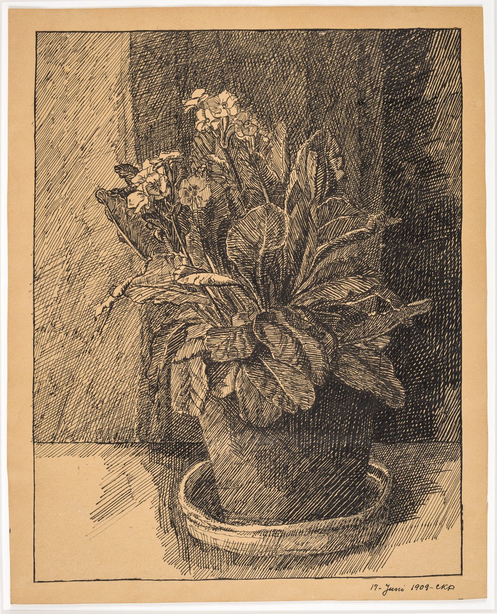 Bloempot met primula door Christian Kongstad Petersen
