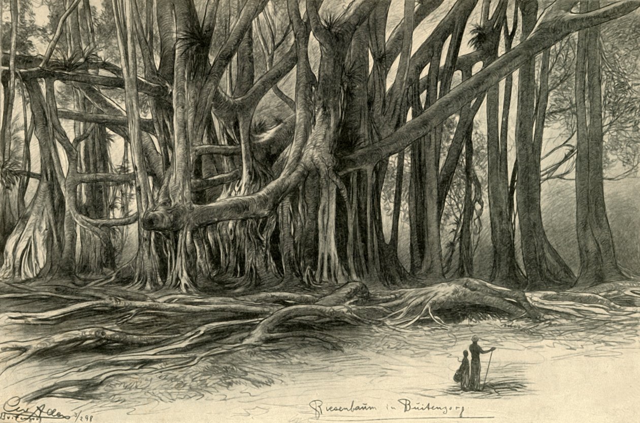 Reusachtige bomen in Buitenzorg, Java, 1898 door Christian Wilhelm Allers