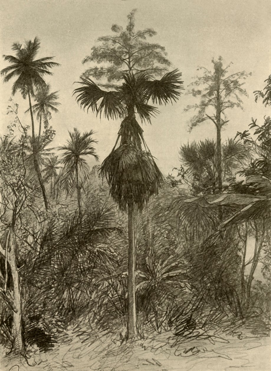 Talipot Palm na Bloei, Ceylon door Christian Wilhelm Allers