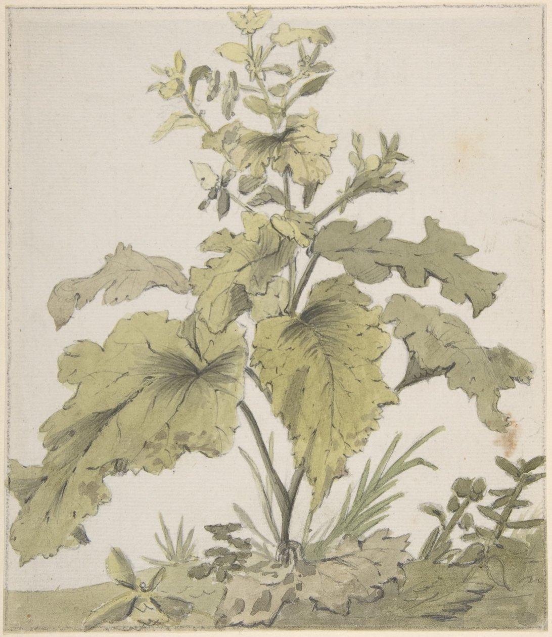 Studie van een plant door Christian Wilhelm Ernst Dietrich