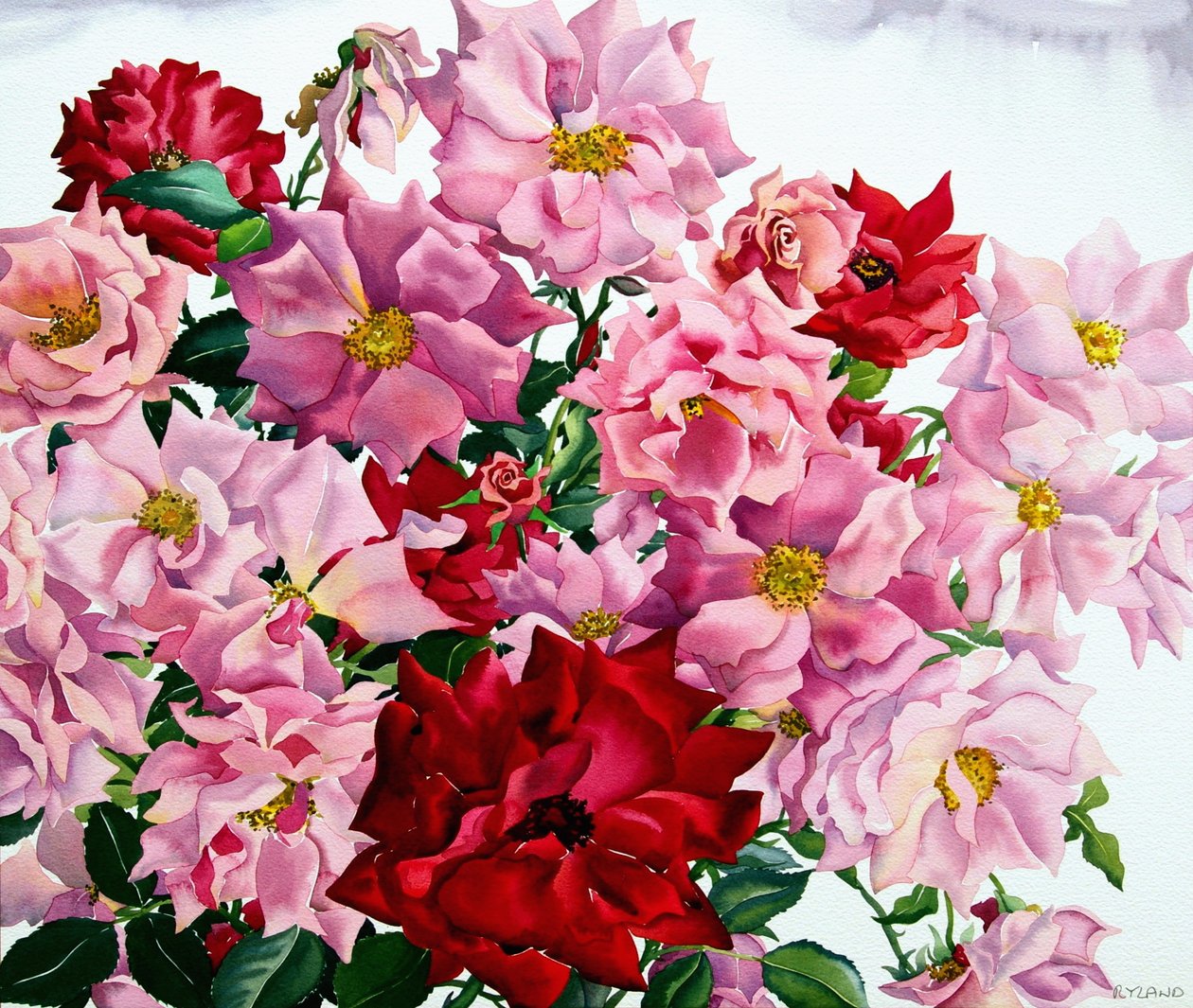 Rode en roze rozen door Christopher Ryland