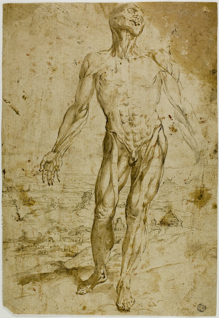 Écorché voor Landschap (recto); Schetsen van Staand Mannelijk Naakt, Zittend Kind, Bukkende Vrouw (verso) door Circle of Titian