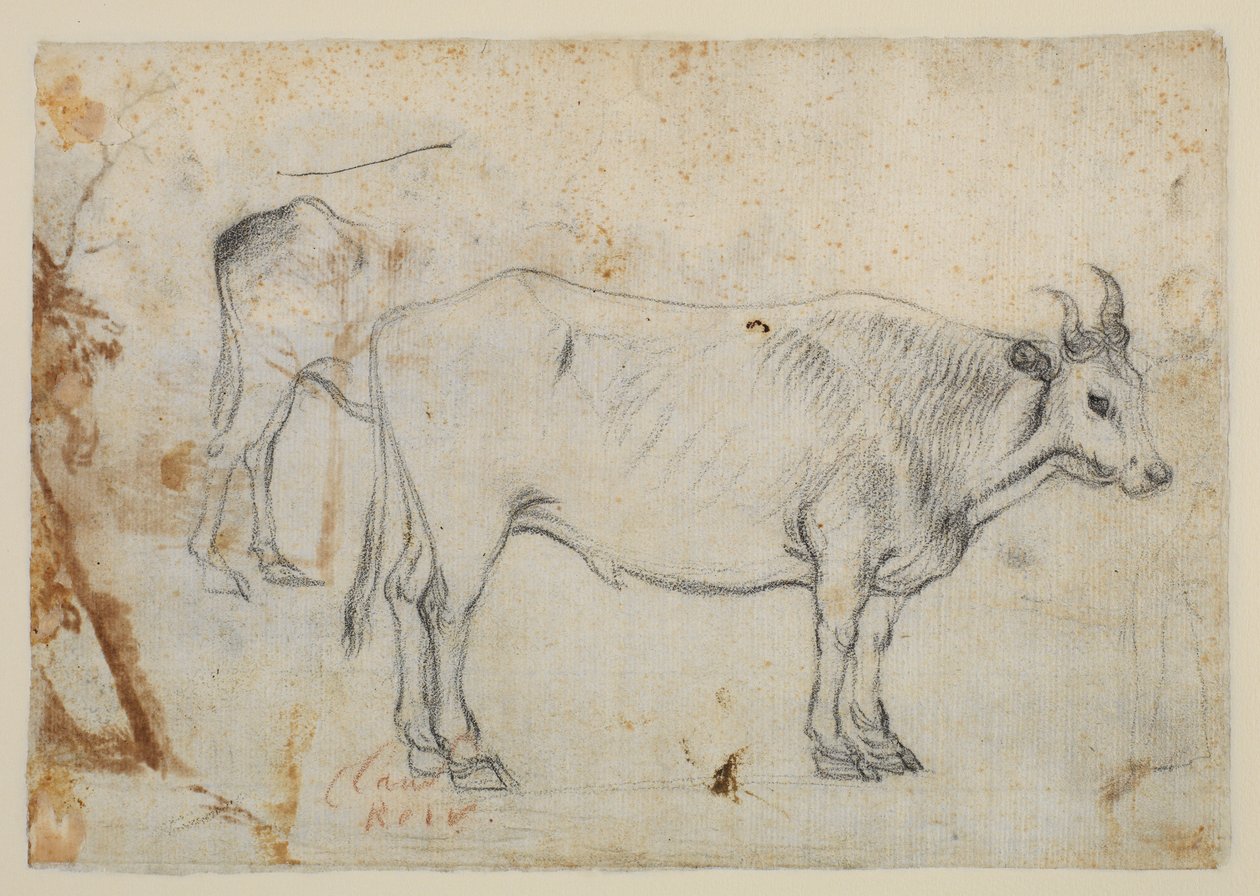 Studie van een os door Claude Lorrain