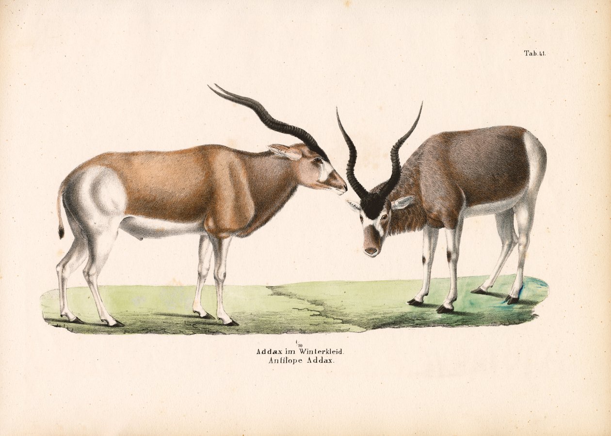 Addax Antilope in winterjas door Conrad Kull