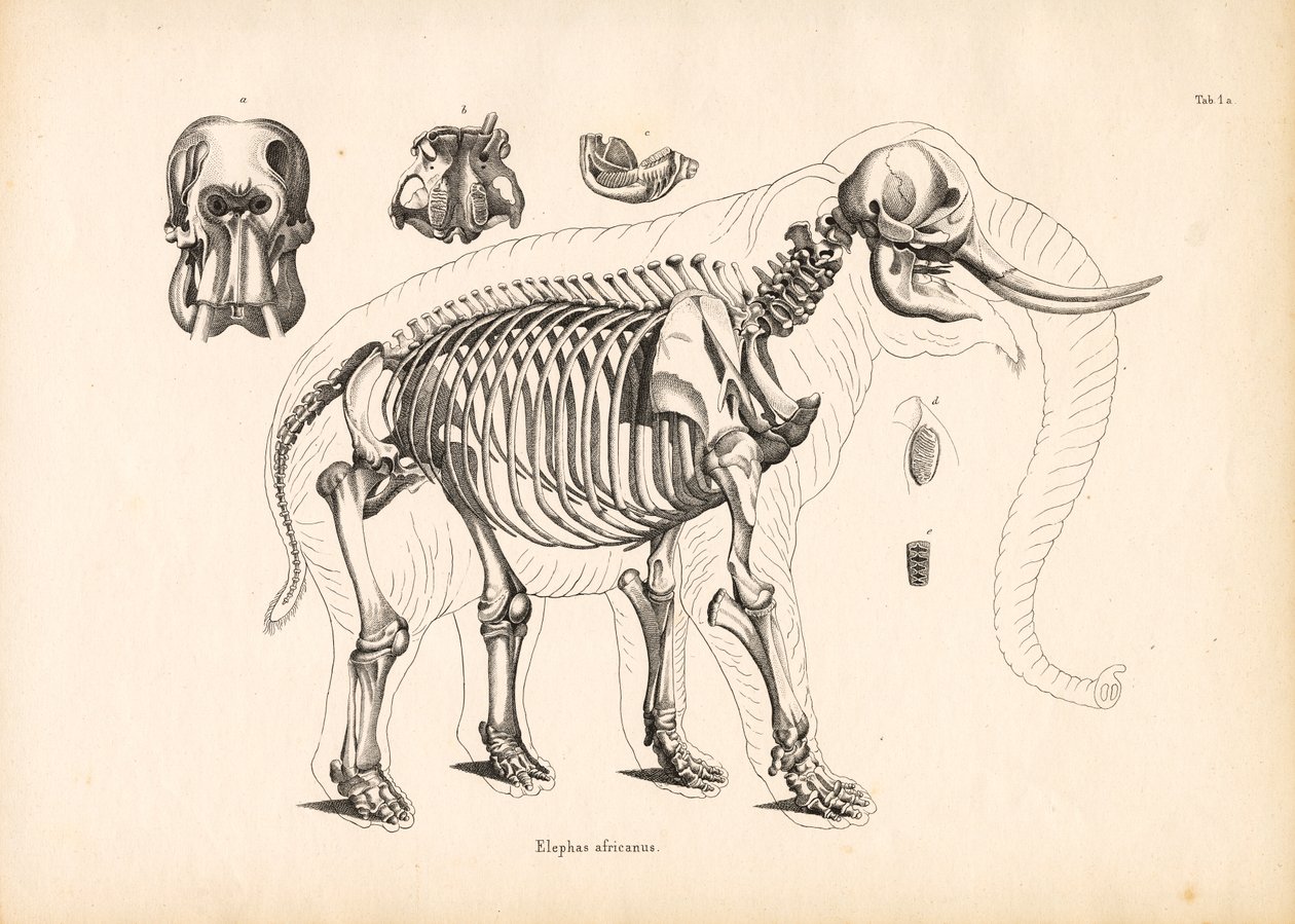 Anatomie van het skelet van de Afrikaanse olifant door Conrad Kull
