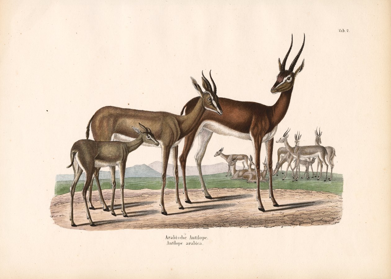 Arabische Oryx in halfwoestijn door Conrad Kull