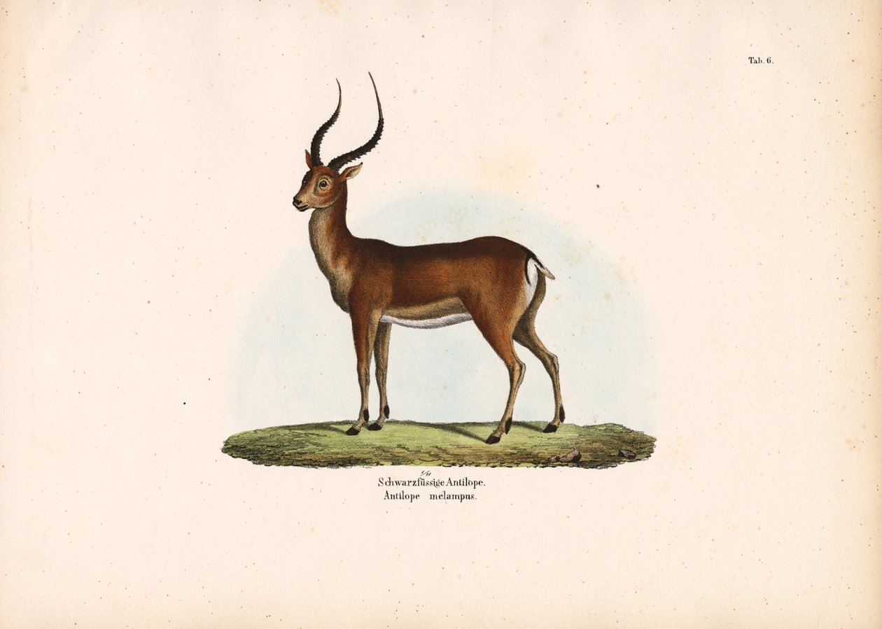 Zwartvoetige antilope door Conrad Kull