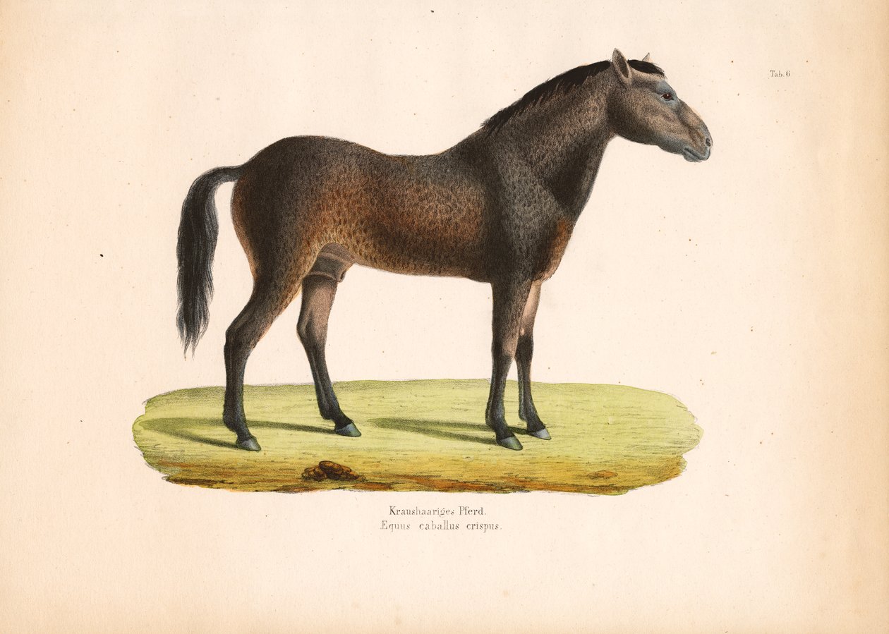 Krullendharig paard door Conrad Kull