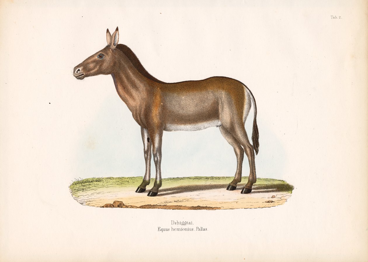 Dziggetai of Mongoolse wilde ezel door Conrad Kull