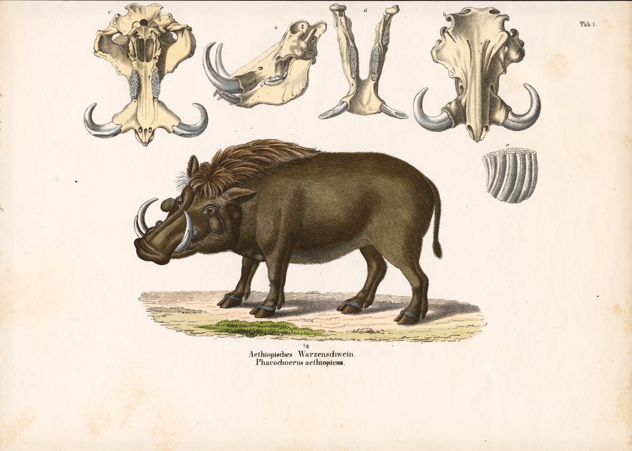 Ethiopisch wrattenzwijn met schedelanatomie door Conrad Kull