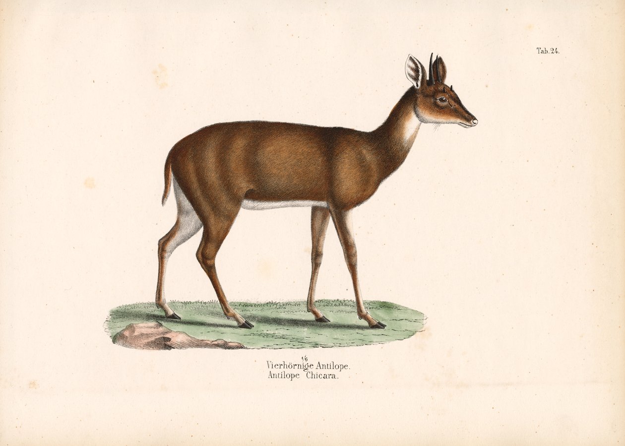 Vierhoornige antilope door Conrad Kull