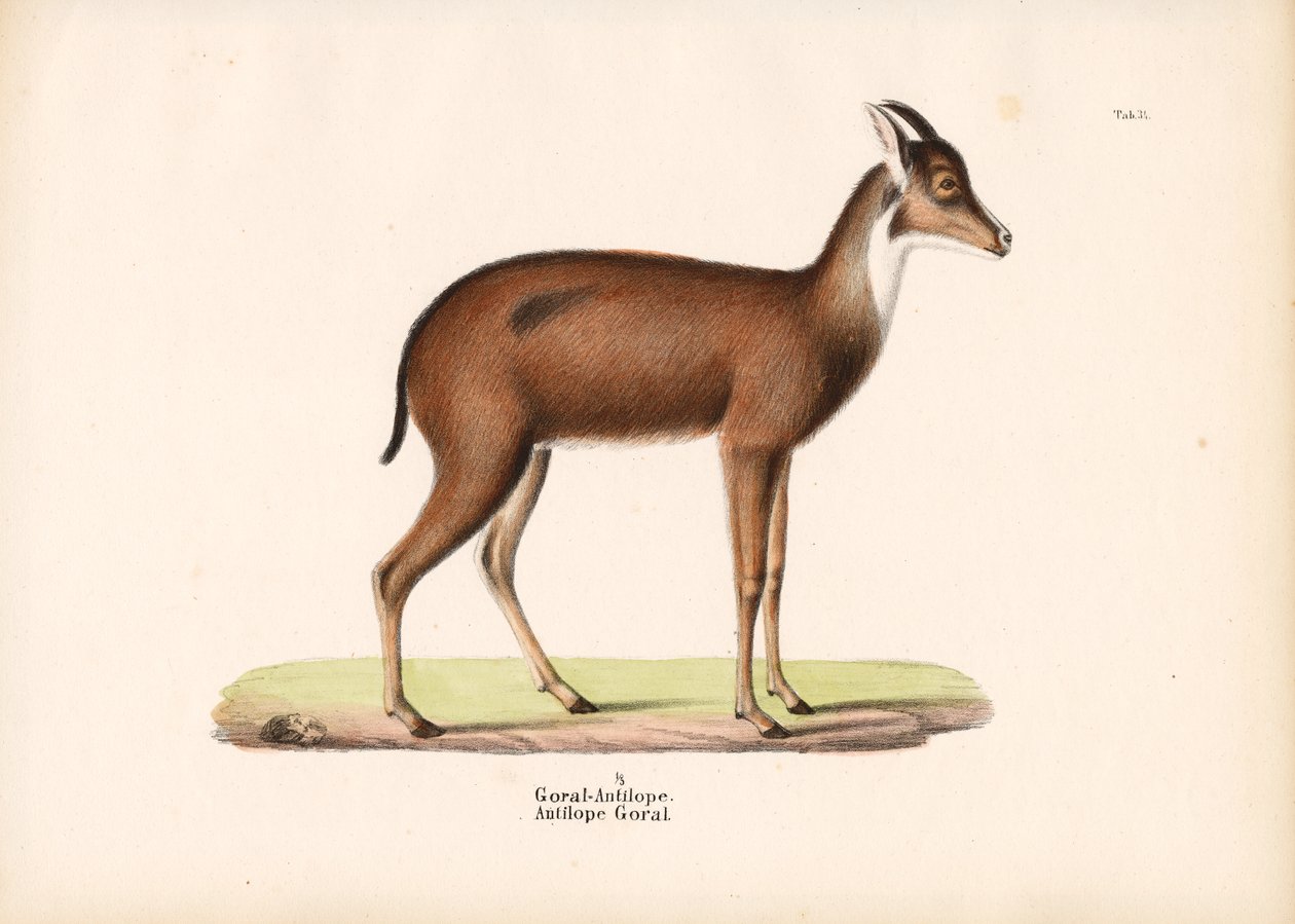 Goral Antilope in profiel door Conrad Kull