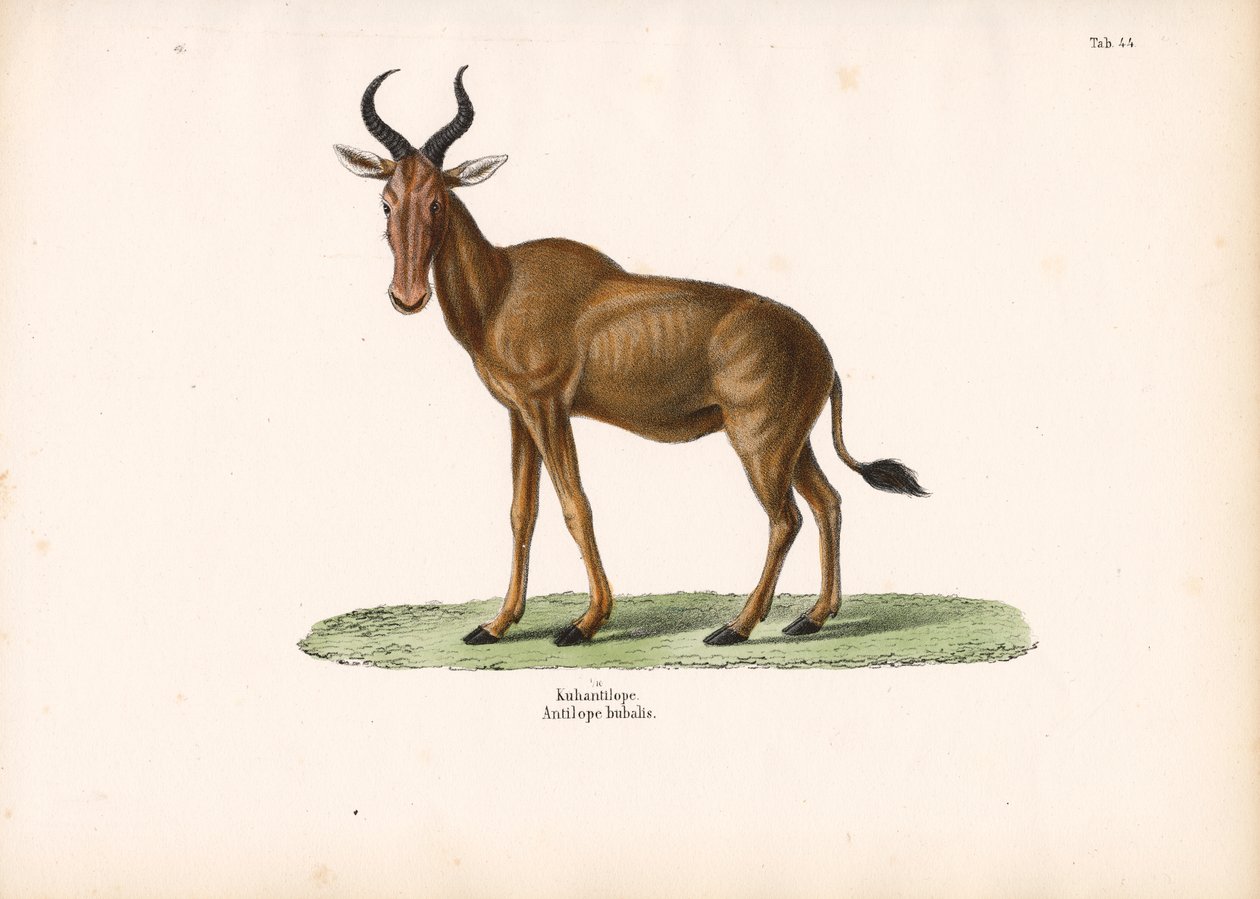 Hartebeest door Conrad Kull